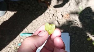 @Виноград ДЖАВЕЛІН Ара 30 супер кишмиш для бізнесу, сім'