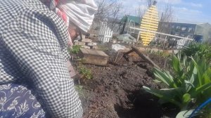 Работа на огороде .   заготовка черемши