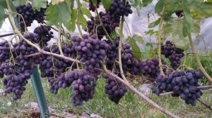 Виноград Каталония