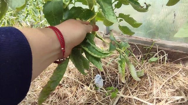 Обрезка нижних листьев у томата. Когда и почему??? смотреть онлайн