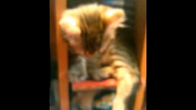 Кот засыпает (the cat wants to sleep) смотреть онлайн