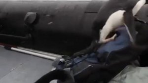 Люся пропала, ржака полная #смешныевидео #ржака #попробуйнезасмеяться #ржакадослез