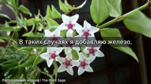 У ХОЙЯ ЖЕЛТЕЮТ ЛИСТЬЯ? СРОЧНЫЕ МЕРЫ, КОТОРЫЕ СПАСУТ ЕЁ!