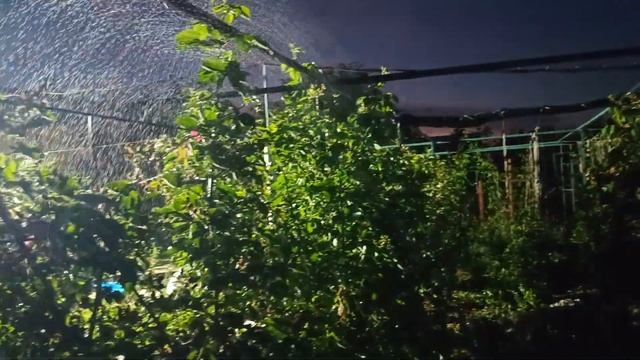 Ежевика, малина и др. растюхи, дождей нет 3 месяца, тепе?