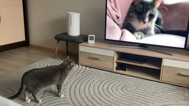 КОШКА В ШОКЕ 🔴Кошка увидела себя по ТВ🔴Кошка смотрит телевизор. #кошки #котики #животные #приколы