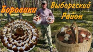 Огромное количество Боровиков_в Выборгском районе Боровики массово начинают расти