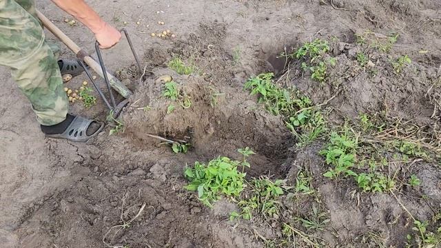 Копка картофеля