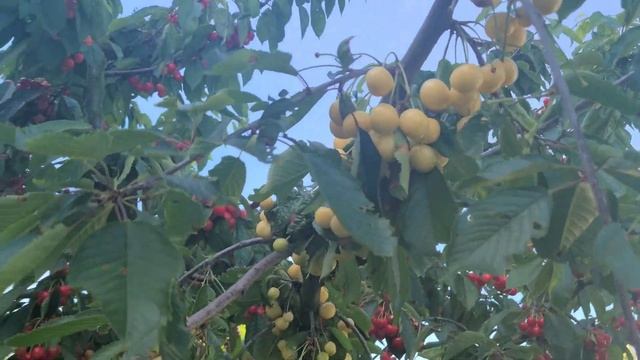 Черешня Дончанка + Дачниця!Завжди з врожаєм! смотреть онлайн