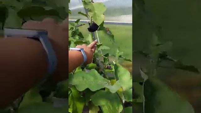 Урожай. #баклажан #синенькие #огород #ордан #рецепт #цве