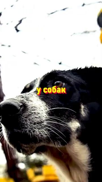В Чернобыле Нашли Мутантов с Иммунитетом к Радиации смотреть онлайн