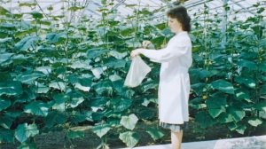 Современная технология выращивания овощей в теплицах