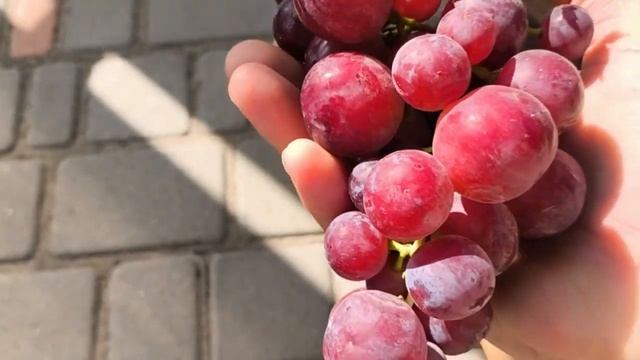 ИНГА виноград селекции Калугина В.М. смотреть онлайн