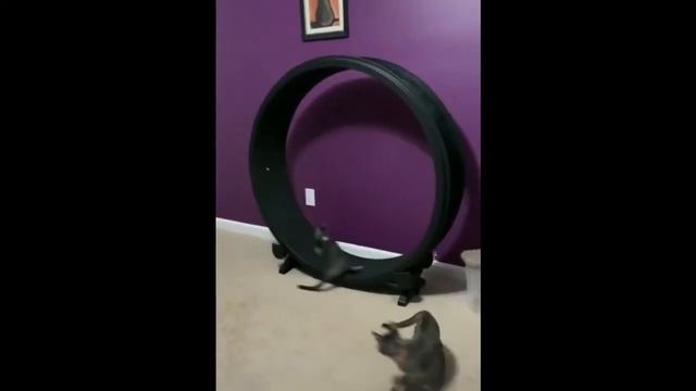 СМЕШНЫЕ ЖИВОТНЫЕ 2020 / ПРИКОЛЫ КОТЫ СОБАКИ, ЛУЧШИЕ ПРИКОЛЫ с Кошками и Собаками#5 смотреть онлайн