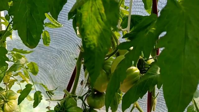 Томат Рейф красное сердце