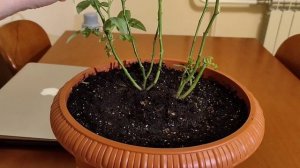 Пересадил розу Кордана в домашний горшок! Обзор через