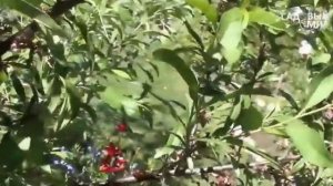 Болезни вишни и сливы Признаки монилиоза