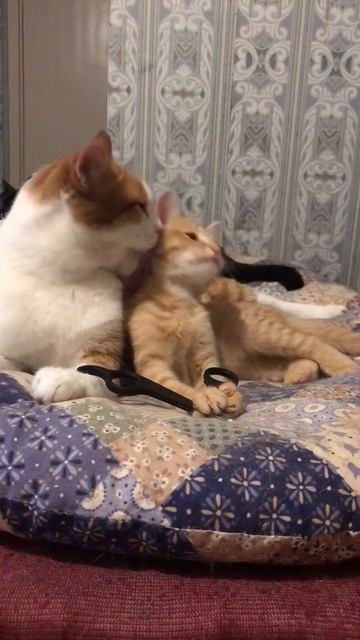 🔴Уфа! Башкортостан! Котик СемЫч и рыжая котодевочка ждут уКОТовителей смотреть онлайн