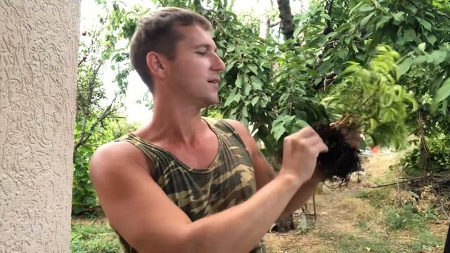 Рощица из фикусов Часть 2