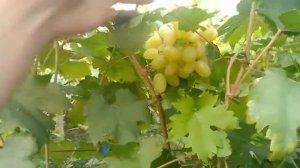 Пасынковый УРОЖАЙ! Как это делаю я.