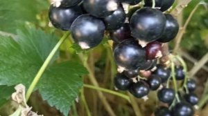 Смородина ЧЁРНЫЙ БУМЕР обзор