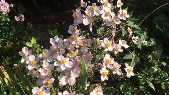 Всё цветёт!!! Летний розовый сад. смотреть онлайн