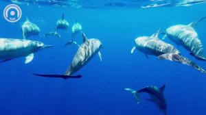 Top 50 SHAZAM⛄Лучшая Музыка 2025⛄Зарубежные песни Хиты⛄Популярные Песни Слушать Бесплатно #40