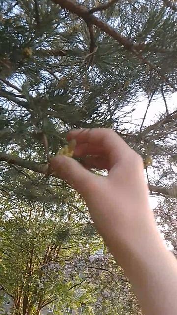 сосны цветут