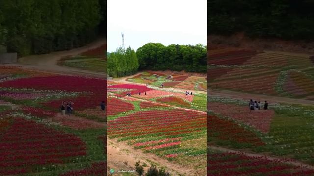 Ферма в префектуре Хиросимы. Япония смотреть онлайн