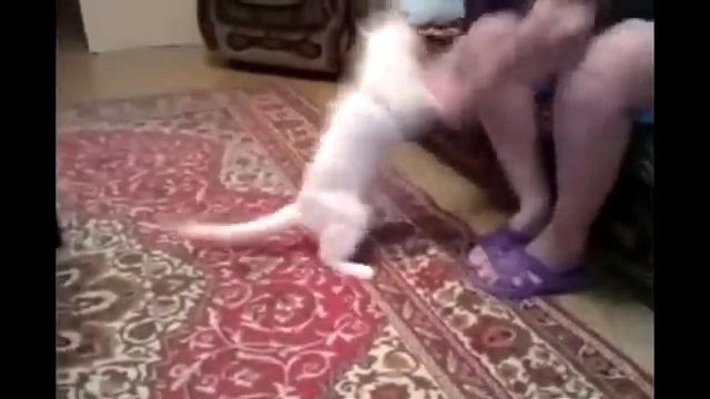Злой кот преследует хозяйку Прикол смотреть онлайн