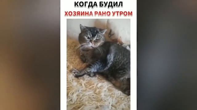 Приколы. Невероятные ситуации смотреть онлайн