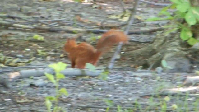 Прикольная белка в парке смотреть онлайн