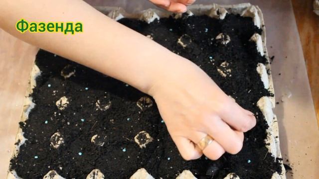 Посів РЕДИСКИ у лотки з-під ЯЄЦЬ!