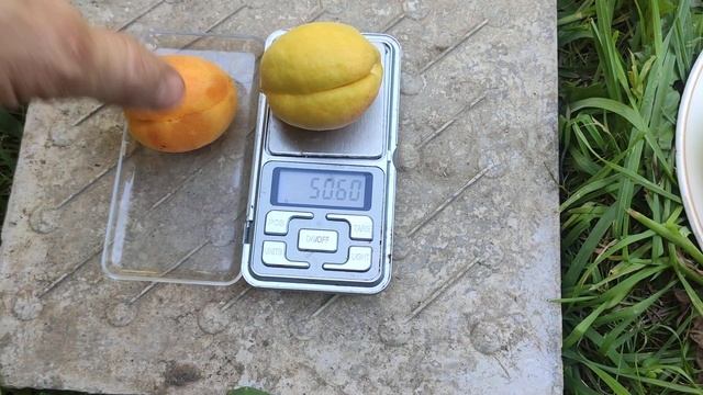 Огляд сортів: персик Мостиський ранній, Шугар тайм, аб? смотреть онлайн