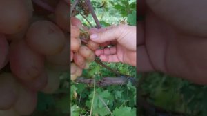 Фантазёр виноград селекции Калугина Виктора. Теплова