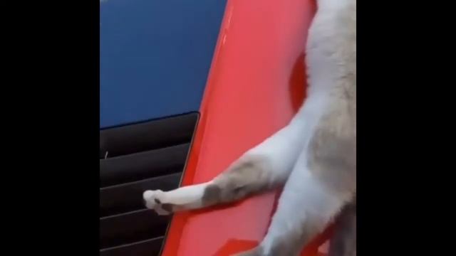 Дрифт кота прикол!!! смотреть онлайн