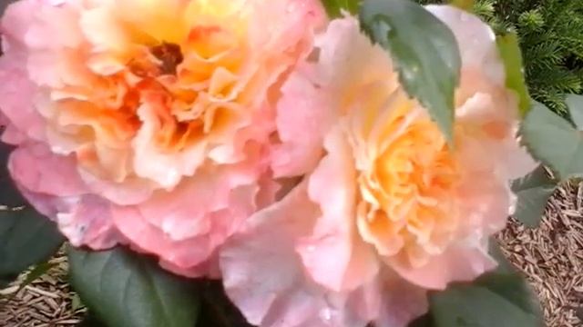 Роза.Помогите определить название.