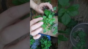 Формирование кустика корейской хризантемы, которая у