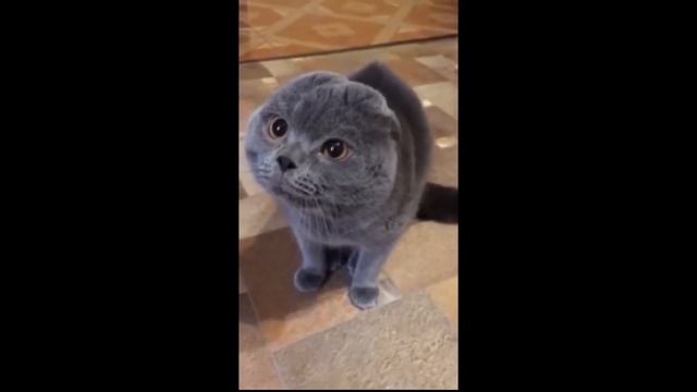 Лучшие приколы 2023  - коубы лучшие приколы недели!