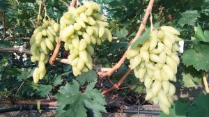 Виноград АЗІЯ - селекції КАЛУГІНА В.М. сезон2024