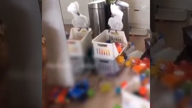 КОГДА ТЫ ОДИН ДОМА И ТЕБЕ СКУЧНО/ Прикол смотреть онлайн