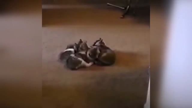 САМЫЕ СМЕШНЫЕ коты и собаки 2021 забавные и прикольные видео смотреть онлайн