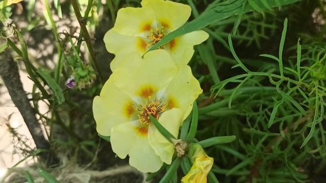 Зацвели КОВРИКИ (портулак) смотреть онлайн