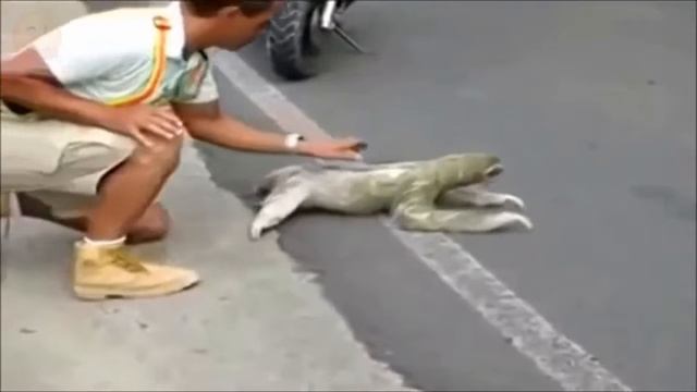 Летающий ленивец