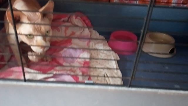 ★ Люди озверели: сфинкс и абиссинец в приюте (в гостях у Влады) смотреть онлайн