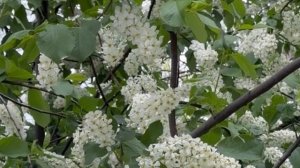 Черемуха: интересные факты и приметы