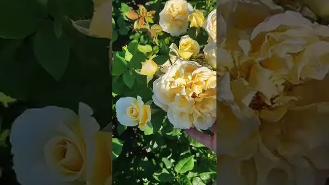 Царство роз 🌹Мисс Файн 🌹#розы #цветение#сад#ЦАРСТВОР