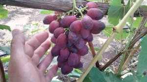 Виноград КАЛУГИНА В.М. КУЗЬМИЧ . сезон 2024