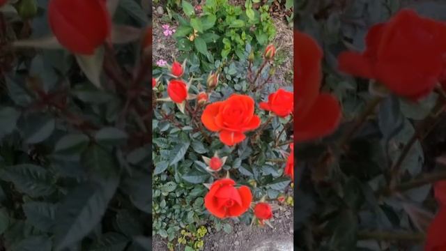 Любимые розы 🌹 🌹 🌹!