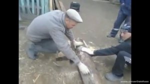 Подборка кызык мызыклар татарча