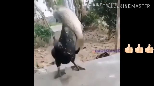 САМЫЕ ХОРОШИЕ ПРИКОЛ (ЭНГ ЯХШИ ПРИКОЛЛАР) смотреть онлайн